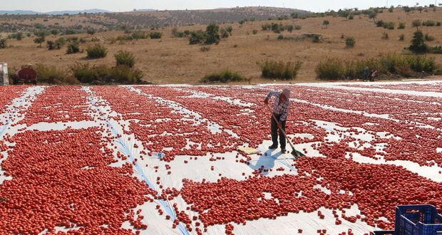 Balıkesir’den kurutulmuş domates ihracatı 3 kıtaya sağlanacak