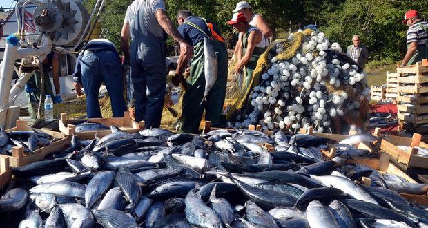 Palamut yüzleri güldürmeye devam ediyor