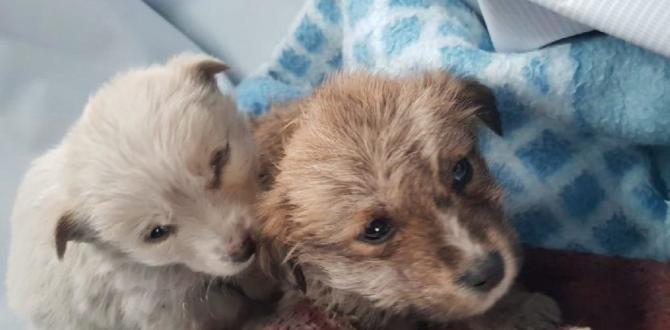 İstanbul’da büyük dram: 12 köpek donmaya terkedildi