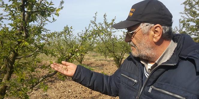 Meyveyi don vurdu, zarar yüzde 70!